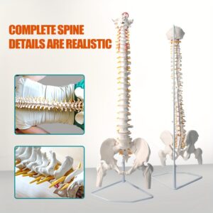 A Human Spine Model Featuring an 18-Inch Flexible Spinal Cord And Hyoid Bone, with Intervertebral Discs, Nerves, Arteries, And Pelvis, Serving As an Educational Tool for Students And Chiropractors, Including a Stand.