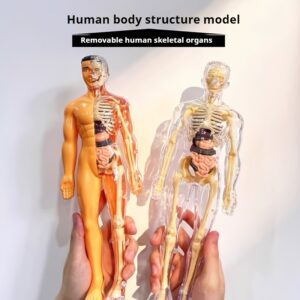 Human Body Model Structural Skeleton Toy, Organ Anatomy Learning Model Toy, Disassembled and Assembled Human Body Structure Toy, Body Skeleton and Internal Organ Structure Recognition Toy, Human Body Structure Teaching Tool