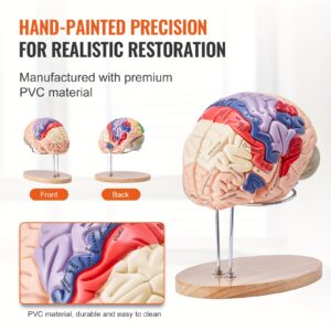 Happybuy 2X Life-Size Human Brain Anatomy Model, 4-Part Detachable Plastic Brain Model with Labels & Display Base, Color-Coded for Science Research, Teaching, and Study