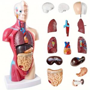 [Durable PVC] 10.5" Durable PVC Anatomical Organ Model | Detachable | Durable Plastic Construction | Interactive Learning Model | For Medical Students, Educational Study & Classroom Use